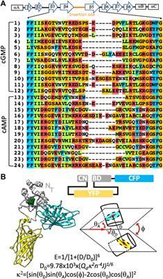 CUTie2: The Attack of the Cyclic Nucleotide Sensor Clones